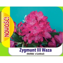 Rododendron królewski Zygmunt III Waza ciemnoróż łatka Rkr9