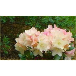 Rododendron Lachsgold 5 lat Ro45