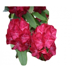 Rododendron Lems Stormcloud Ro46