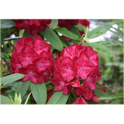Rododendron Lems Stormcloud 5 lat Ro46