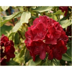 Rododendron Lems Stormcloud 5 lat Ro46