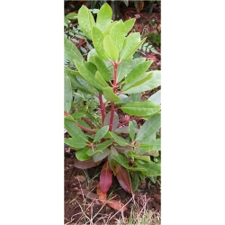 Rododendron Lems Stormcloud 5 lat Ro46