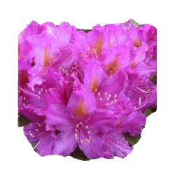 Rododendron Libretto Ro47