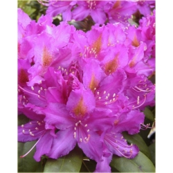 Rododendron Libretto 5 lat Ro47