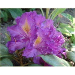 Rododendron Libretto 5 lat Ro47