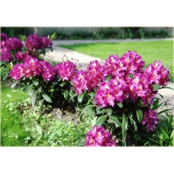Rododendron Libretto 5 lat Ro47