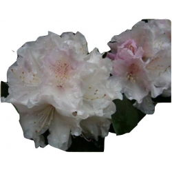Rododendron Loreley Roj12