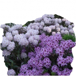 Rododendron Lugano Ro48