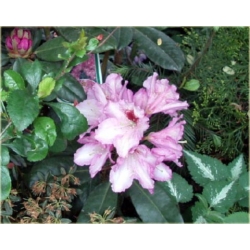 Rododendron Lugano 5 lat Ro48