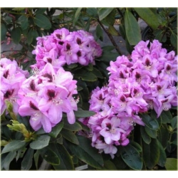 Rododendron Lugano 5 lat Ro48