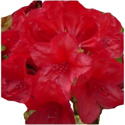 Rododendron Mars Ro49
