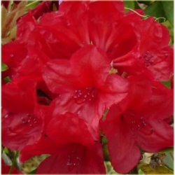 Rododendron Mars 5 lat Ro49