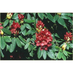 Rododendron Mars 5 lat Ro49