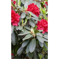 Rododendron Mars 5 lat Ro49