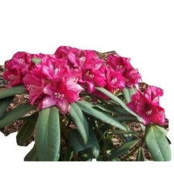 Rododendron Mieszko I Ro50
