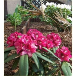 Rododendron Mieszko I 5 lat Ro50