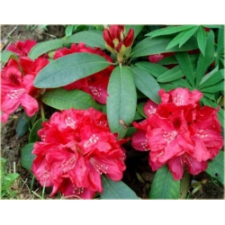 Rododendron Mieszko I 5 lat Ro50