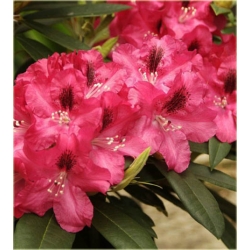 Rododendron Mieszko I 5 lat Ro50