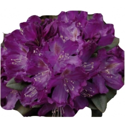 Rododendron Amethyst jasnoliliowy Rom2