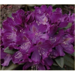 Rododendron Amethyst jasnoliliowy Rom2