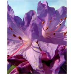 Rododendron Amethyst jasnoliliowy Rom2