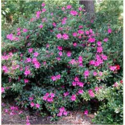 Rododendron Amethyst jasnoliliowy Rom2