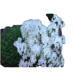 Rododendron Billy Novinka biały Rom3