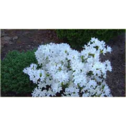 Rododendron Billy Novinka biały Rom3