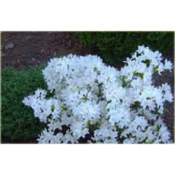 Rododendron Billy Novinka biały Rom3