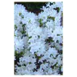 Rododendron Billy Novinka biały Rom3