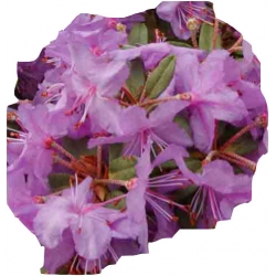 Rododendron Blue Silver różowy Rom4