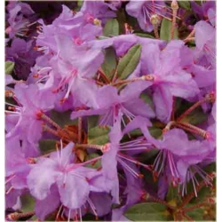Rododendron Blue Silver różowy Rom4