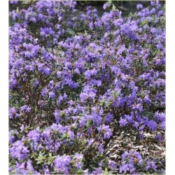 Rododendron Blue Silver różowy Rom4