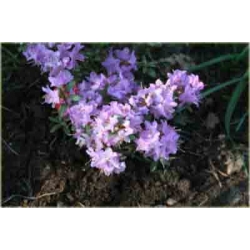 Rododendron Blue Silver różowy Rom4