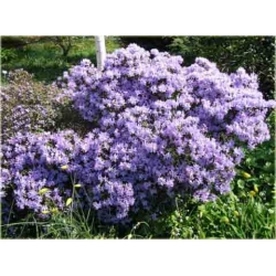 Rododendron Blue Tit jasnoniebieski Rom5