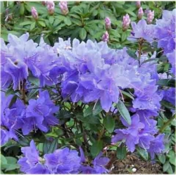 Rododendron Blue Tit jasnoniebieski Rom5