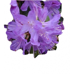 Rododendron Buchlovice niebieskofioletowy Rom6