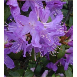 Rododendron Buchlovice niebieskofioletowy Rom6