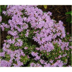 Rododendron Buchlovice niebieskofioletowy Rom6