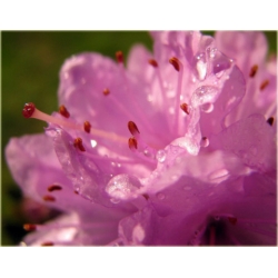 Rododendron Buchlovice niebieskofioletowy Rom6