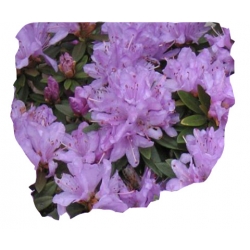 Rododendron Coralium jasnofioletowy Rom7