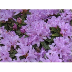 Rododendron Coralium jasnofioletowy Rom7
