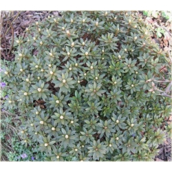 Rododendron Coralium jasnofioletowy Rom7