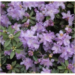 Rododendron Coralium jasnofioletowy Rom7