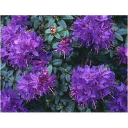 Rododendron Gristede jasnofioletowy Rom8