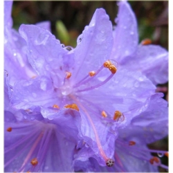 Rododendron Gristede jasnofioletowy Rom8