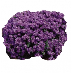 Rododendron Impeditum fioletowy Rom1