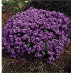 Rododendron Impeditum fioletowy Rom1