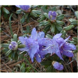 Rododendron Impeditum fioletowy Rom1