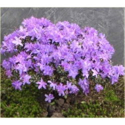 Rododendron Impeditum fioletowy Rom1